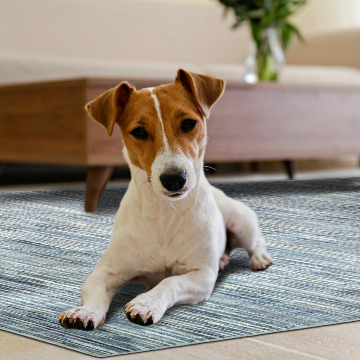 Pet friendly blue striped rug in modern living room with small dog resting beside wooden coffee table