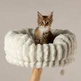 Cat Perching Cat Perching