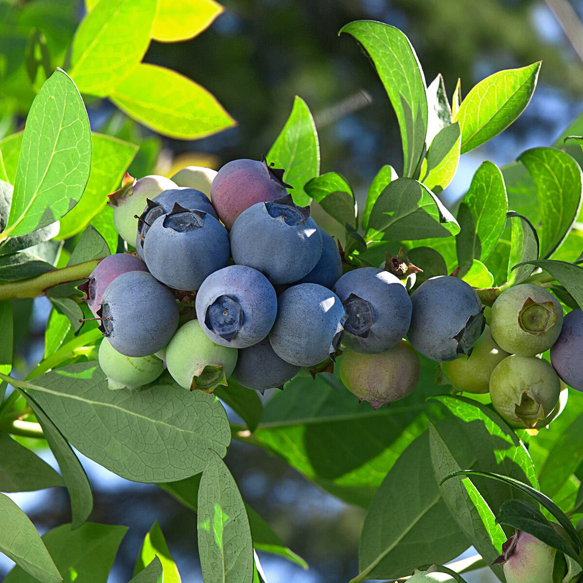 Blueberries on a Bush