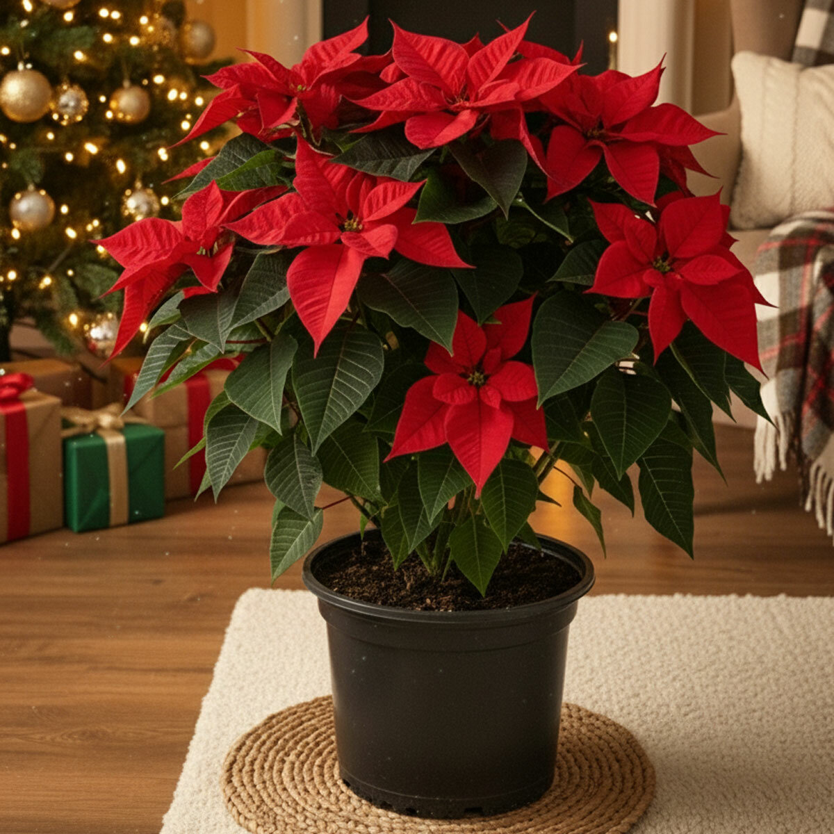 Poinsettia Poinsettia