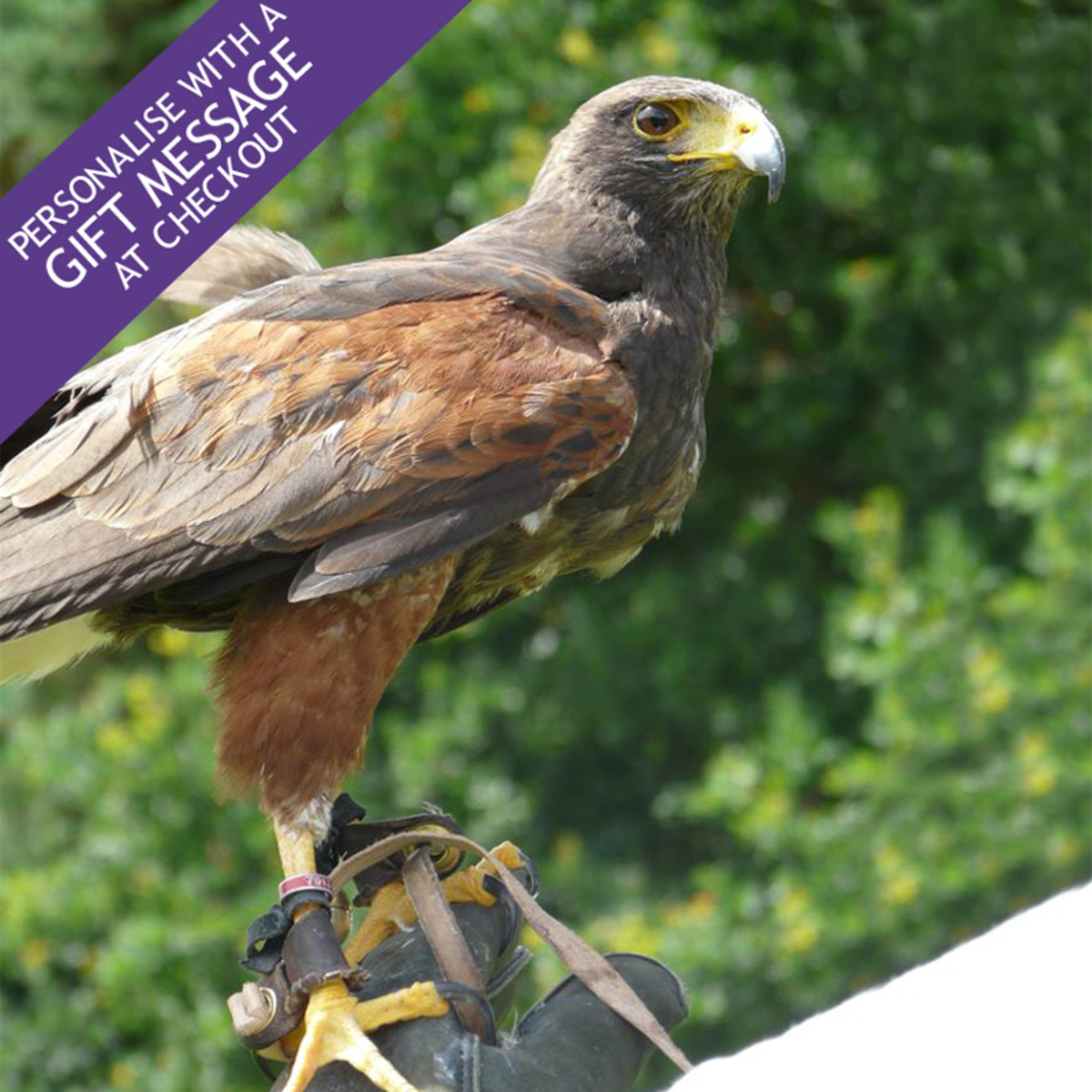 Adventure Events Falconry Experience For Two
