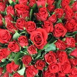 Valentine's 100 Stem Kenyan Red Calypso Roses Flower Bouquet with Greetings Card