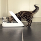 microchip pet bowl