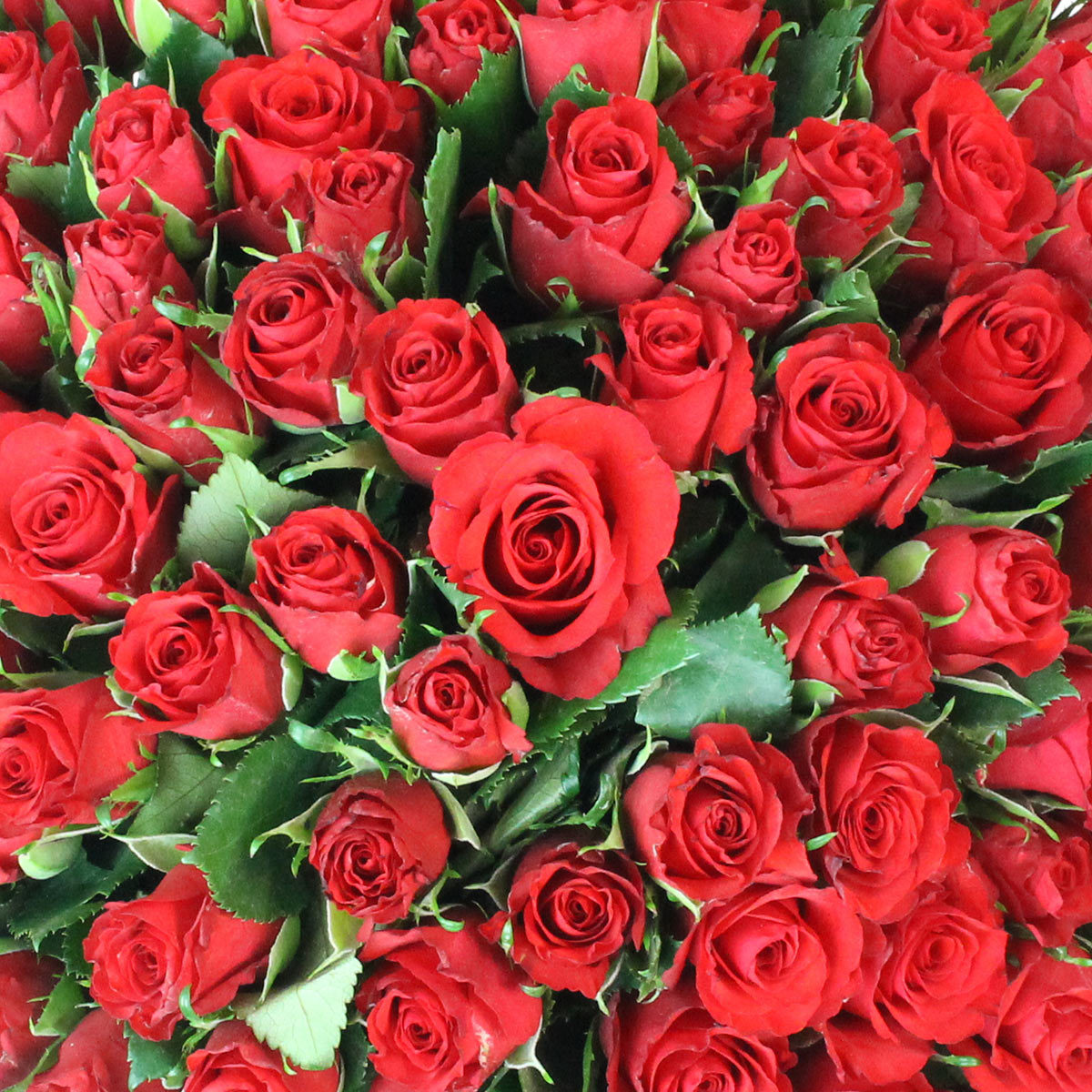 Valentine's 100 Stem Kenyan Red Calypso Roses Flower Bouquet